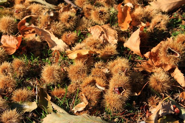 20081012_royalbotanicgardenskew_211